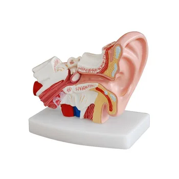 1.5 X Agrandamiento de la Anatomía del Oído Humano Modelo de Oído Modelo Anatómico para la Audiencia de Clínicas de Ayuda
