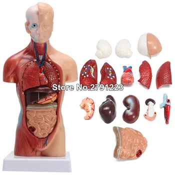 Torso Humano, Cuerpo De Modelo De Anatomía Anatómica Médico De Órganos Internos Para La Enseñanza Desmontable Educativo De Ciencias Médicas Modelo Nuevo